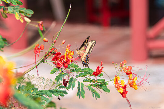 Papillon et fleurs