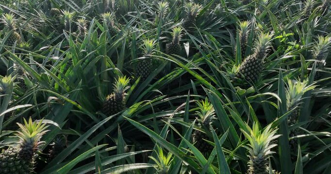 Pineapple grow on tree in garden