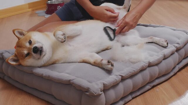 Close-up of a female owner's hands carefully brushing and grooming a cute red Shiba Inu dog with a slicker brush. Professional care for a shedding Japanese breed pet at home. Fluffy undercoat fur remo