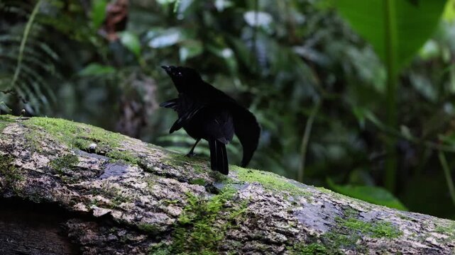 Vogelkop lophorina (Lophorina superba), formerly part of the superb bird-of-paradise complex, is a species of passerine bird in the bird-of-paradise family Paradisaeidae.