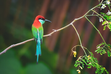 Obraz premium The paradise birds
