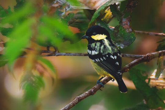 The paradise birds