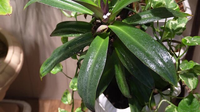 4K 30fps Moses-in-the-Cradle (Tradescantia spathacea) houseplant with dewy green leaves, purple undersides, and a delicate white flower in natural indoor light.
