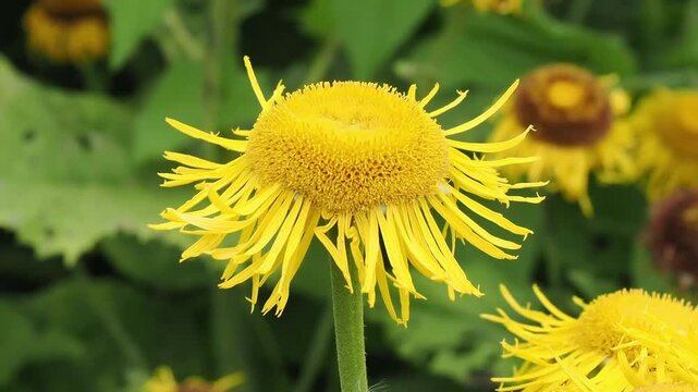 Telekia speciosa a summer autumn fall flowering plant with a yellow summertime flower commonly known as heart-leaved ox eye, ox eye daisy, gardening stock video footage clip