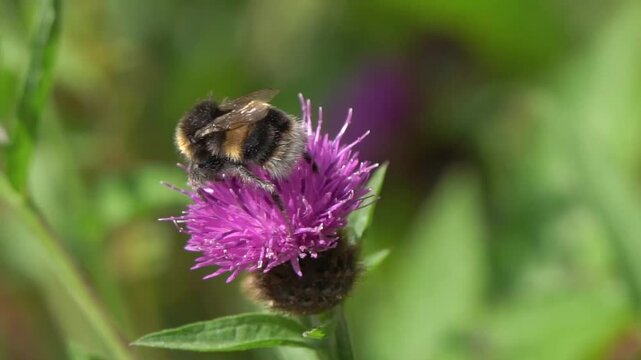 Buff-tailed bumblebee (Bombus terrestris) a bee flying insect found in the UK and Europe which has yellow bands across its abdomen and a white tail, wildlife nature stock video footage clip