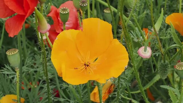 Eschscholzia californica 'Orange King' a summer flowering plant with an orange summertime flower commonly known as California poppy, gardening stock video footage clip