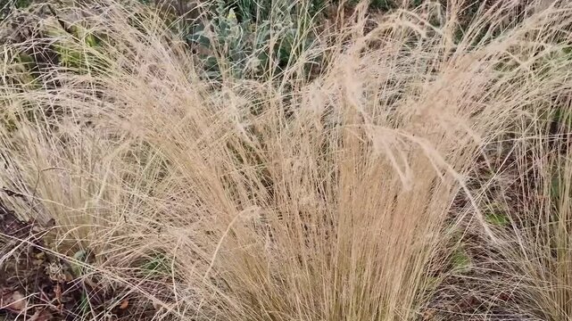 Nassella tenuissima plant commonly known as Mexican feathertop grass or Texas needle grass, gardening stock video footage clip