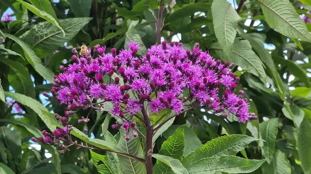 Vernonia arkansana 'Mammuth' a summer autumn fall flowering plant with a purple summertime flower commonly known as great ironweed, gardening stock photo image