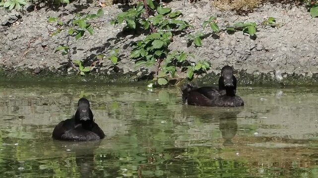 New Zealand scaup (Aythya novaeseelandiae) commonly known as a black teal, a native diving duck species swimming in its freshwater habitat, birds stock video footage clip