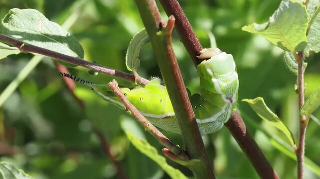 Macro close-up video of a vibrant green Puss moth caterpillar (Cerura vinula) resting on a branch, showing detailed spiracles and unique tail appendages, insect and wildlife stock footage clip
