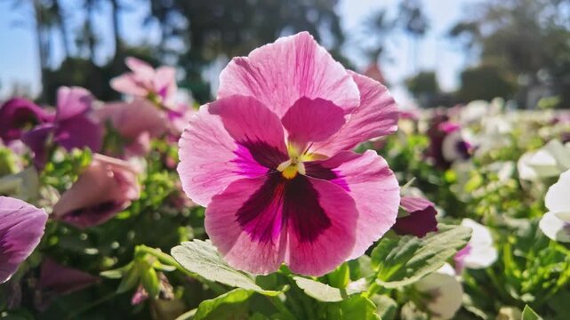 Delicate pink pansy flower with dark purple center blooming in bright garden sunlight.