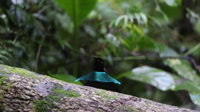 Vogelkop lophorina (Lophorina superba), formerly part of the superb bird-of-paradise complex, is a species of passerine bird in the bird-of-paradise family Paradisaeidae.
