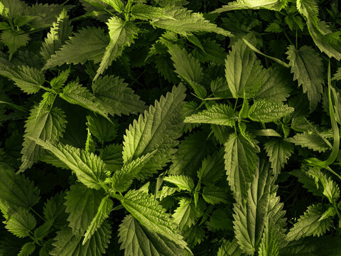 Fresh green stinging nettle leaves growing densely illuminated by bright contrasting sunlight