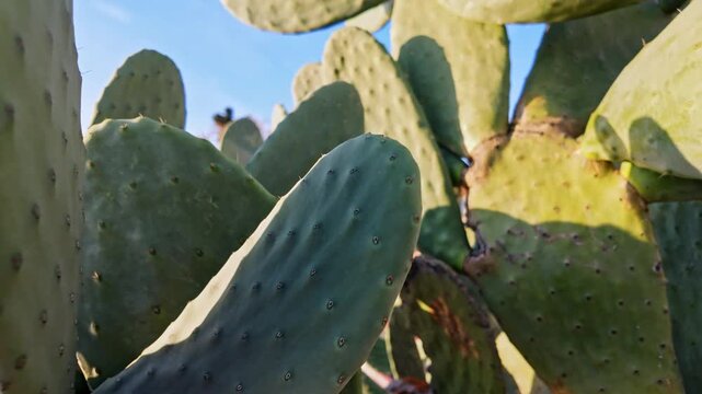Close-up of green prickly pear cactus pads covered with thorns in bright sunlight.