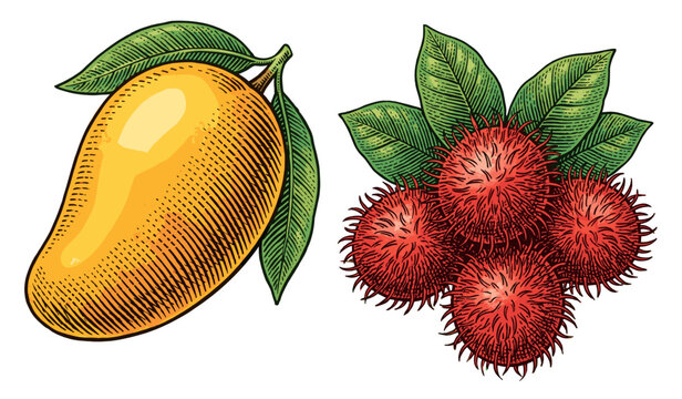 Mango and Rambutan Fresh Tropical Fruits Vector Illustration Drawn in Classic Engraving Style for Natural Food Concepts