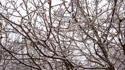 Obraz premium Frozen tree branches covered in ice and snow with visible buds in winter