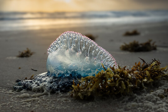 Portugese Man O War 