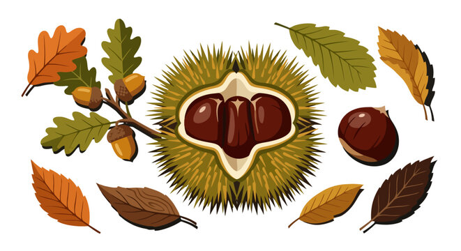 Autumn foliage composition with oak leaves acorns and chestnut burr vector illustration