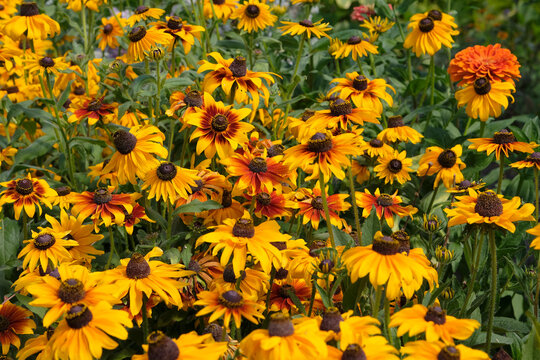 Yellow and red Rudbeckia hirta, black eyed susan &lsquo;Sonora&rsquo; in flower.