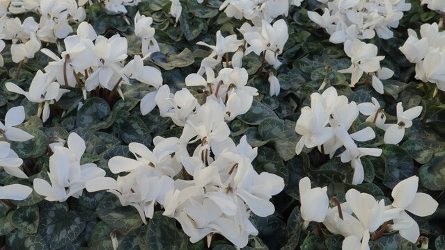 Ciclamini bianchi nell'aiuola
