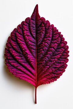 Red perilla leaf resting on white background in a sharp macro studio shot for botanical science and wellness marketing