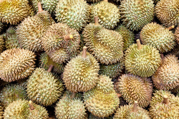Fototapeta premium Fresh durian fruit stack at Thai market