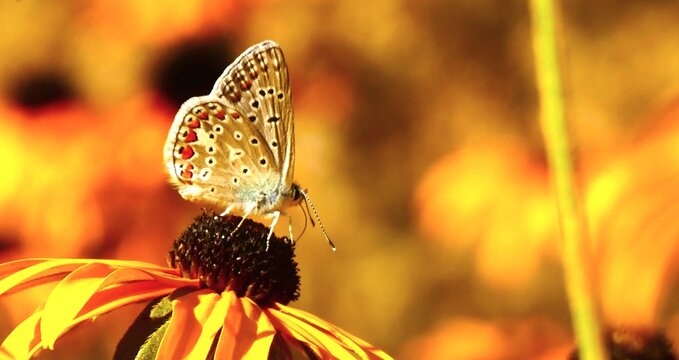 Colorful butterfly on big yellow summer flower in the golden meadow wildlife and butterfly close macro details background