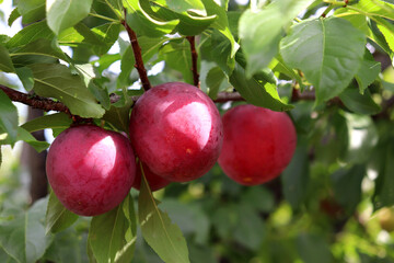 Red cherry plum fruits of the Kubanskaya Kometa variety (Prunus cerasifera in Latin) in partial shade on a sunny summer day on a tree branch in the garden - horizontal photo, close-up © Iuliia Koroleva