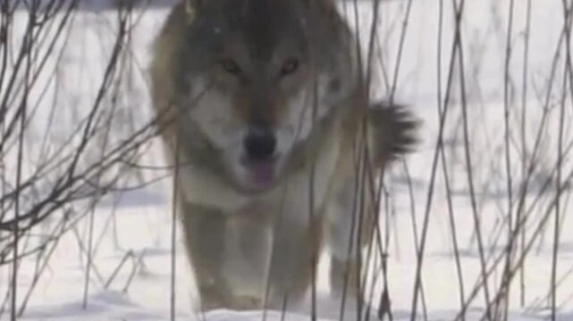 Gray Wolf Stalking Through Snowy Thicket