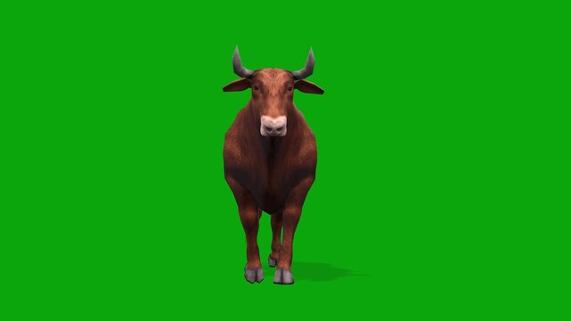 4k brown bull walk cycle loop front camera view animation, isolated on Green Screen, 3D muscular Bos taurus (cattle) livestock walking on chroma key