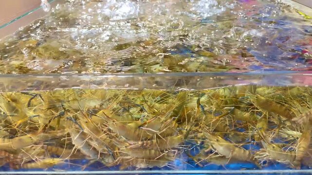 Live Crabs and Shrimp in Restaurant Aquarium &ndash; Chinese Seafood Selection