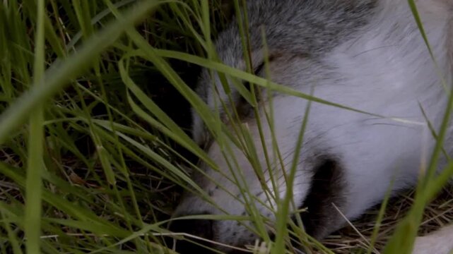 Gray Wolf Sleeping in Tall Grass Close Up