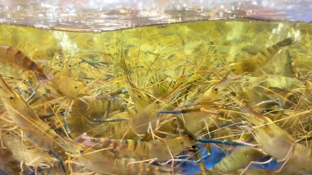 Live Crabs and Shrimp in Restaurant Aquarium &ndash; Chinese Seafood Selection