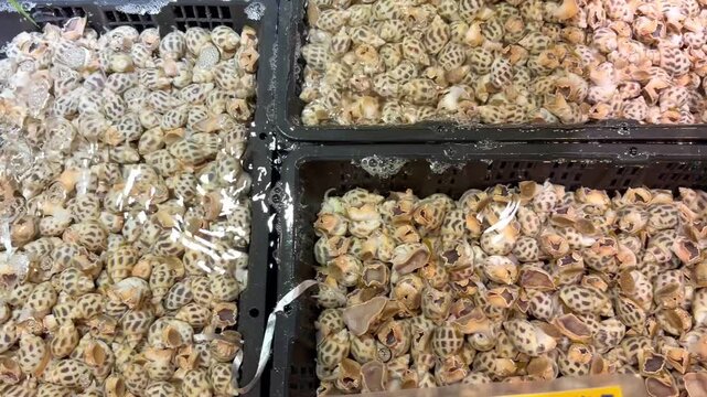 Live Crabs and Shrimp in Restaurant Aquarium &ndash; Chinese Seafood Selection
