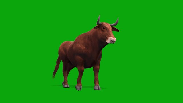 4k brown bull walk cycle loop front camera view animation, isolated on Green Screen, 3D muscular Bos taurus (cattle) livestock walking on chroma key