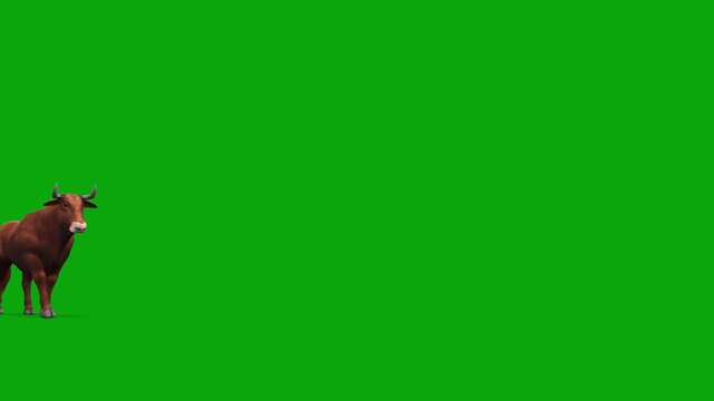 4k brown bull walk cycle. Enters on the left side and exits on the right side; animation isolated on a green screen, 3D muscular Bos taurus (cattle) livestock walking side view on chroma key
