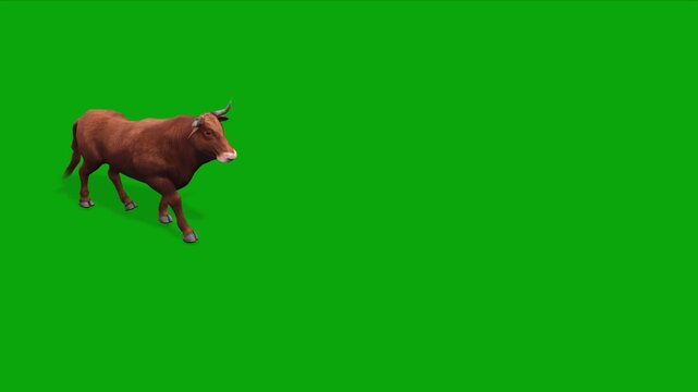 4k brown bull walk cycle. Enters on the left side and exits on the right side; animation isolated on a green screen, 3D muscular Bos taurus (cattle) livestock walking top view on chroma key