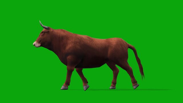 4k brown bull walk cycle loop side camera view animation, isolated on Green Screen, 3D muscular Bos taurus (cattle) livestock walking on chroma key