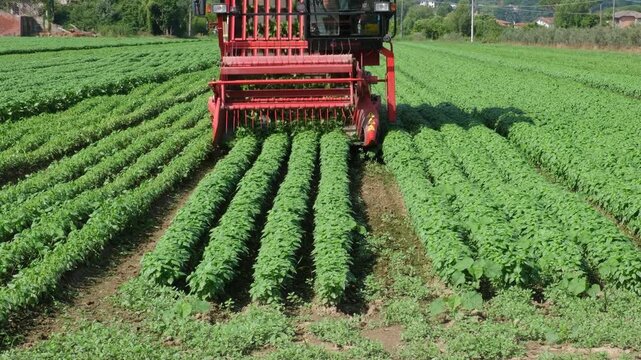 Basil harvesting in Italy with agricultural machinery, organic farming, agribusiness, sustainable agriculture, food industry, fresh herb production, local produce and Mediterranean rural landscape.