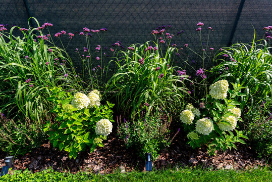 Garden bed showcasing verbena, hydrangea, miscanthus, and salvia