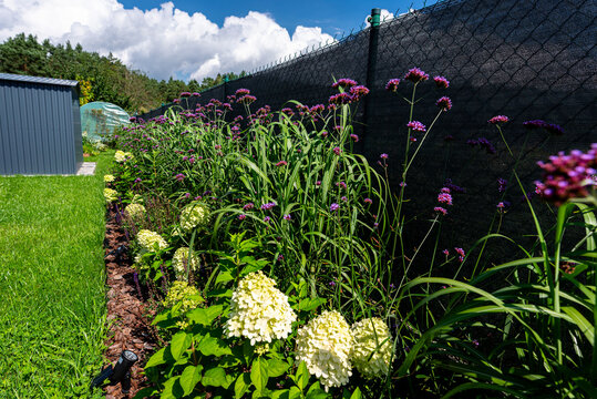 Garden border with verbena, hydrangea, and ornamental grasses