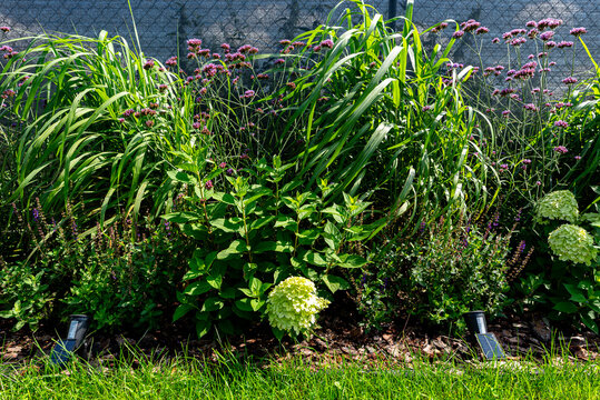 Garden bed with patagonian verbena, hydrangeas, and ornamental grasses