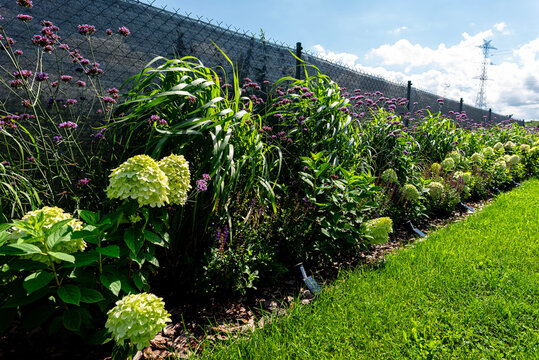 Lush garden bed with various plants along fence
