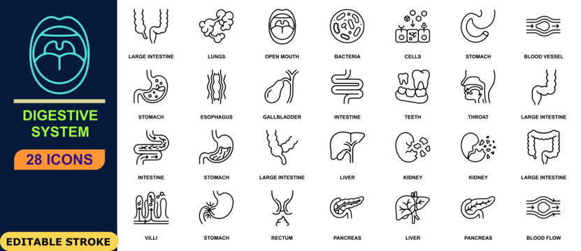 Digestive system icons including lungs stomach and intestines in a linear style