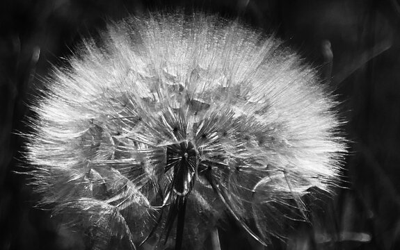 Big dandelion head with fluffy seeds close macro details on dark background black and white photography