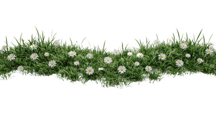 Fototapeta premium A horizontal patch of lush green grass with small white daisy flowers isolated on a transparent background
