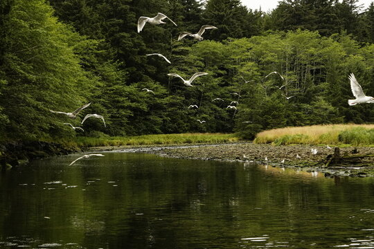 Gabbiani in volo sul fiume nella foresta pluviale di Tongass