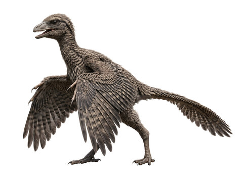 Archaeopteryx prehistoric feathered dinosaur bird illustration isolated on white background