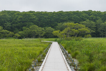 Obraz premium 日本 北海道釧路湿原国立公園の温根内木道に広がる初夏の湿原と緑