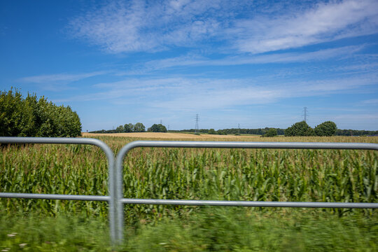 Corn Field Behind a Metal Fence in the Summer Countryside. Agricultural corn field extending across a rural landscape behind a simple metal fence. Green crops, distant trees and a blue summer sky crea